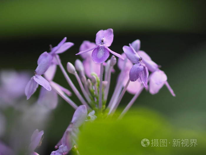 紫罗兰 农业 花粉 美女 集中 花的 浪漫 灌木 紫色 季节