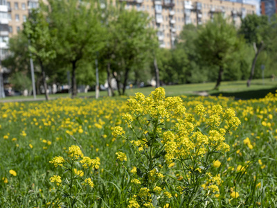 城市小区背景上的黄花空地图片