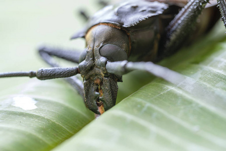 来自泰国高番干岛的巨型斐济长角甲虫.特写,宏.