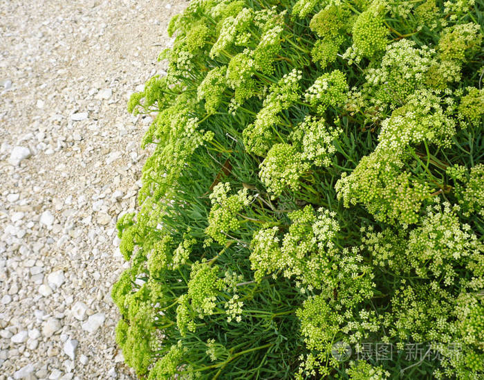 在卵石海滩上长着花蕾的海茴香灌木照片-正版商用图片