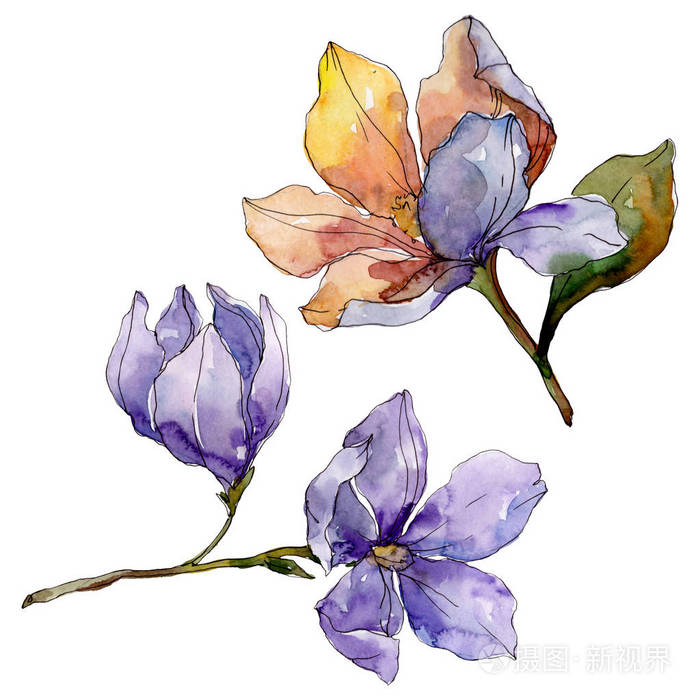 山茶属植物花 水彩背景插图集 孤立的山茶花插图元素 照片 正版商用图片2lpl1v 摄图新视界