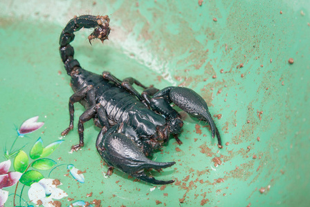 绿色蝎子大身体在盆里照片