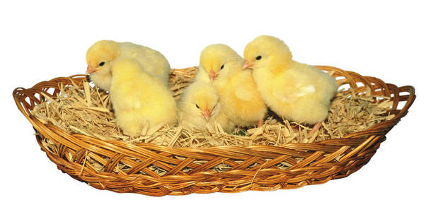 一只新生的黄色小鸡-库存图片-照片