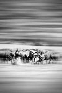 奔跑牛羚的运动模糊图片