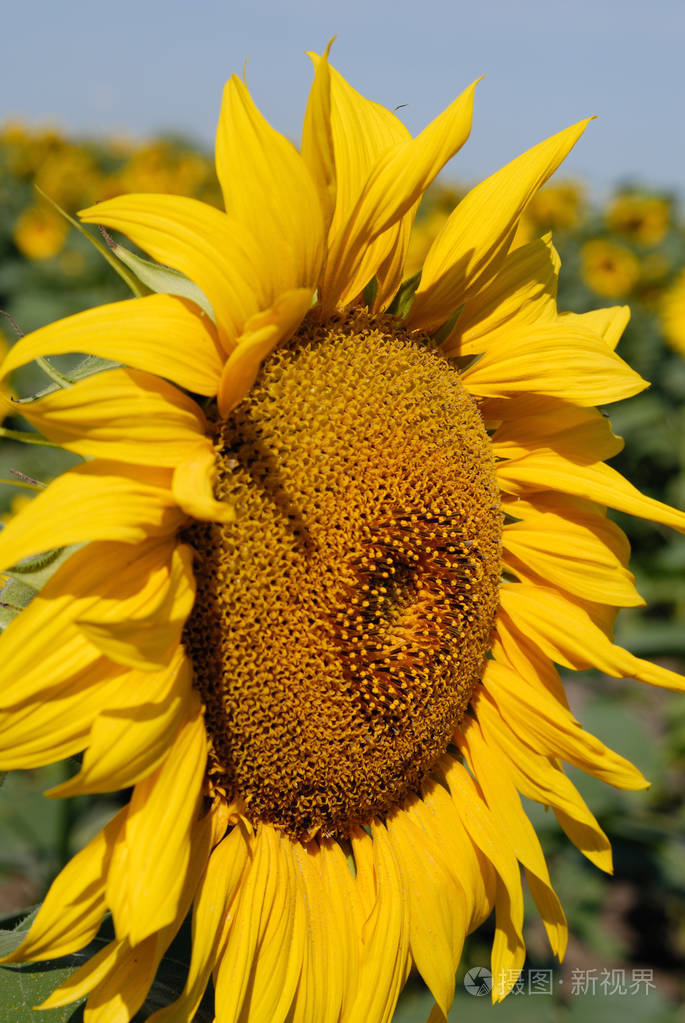 向日葵在阳光下成熟