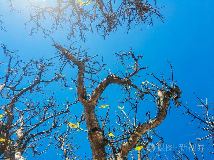 花园 天空 海滩 丛林 伍兹 植物 苔藓 橡树 环境 菩提