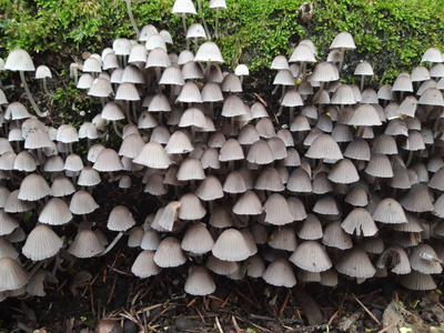 长满苔藓的墙前的蘑菇群.照片