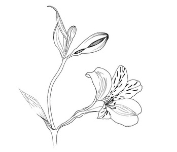 嫩枝上的紫苏花,白色背景上的白花,写实的植物素描,墨水.