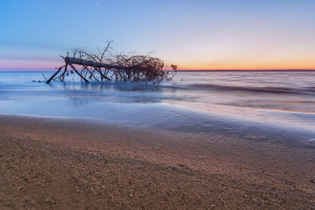 log片头log lying on the shore of an abandoned beach 照片