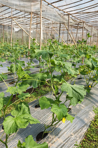 温室黄瓜栽培技术图片