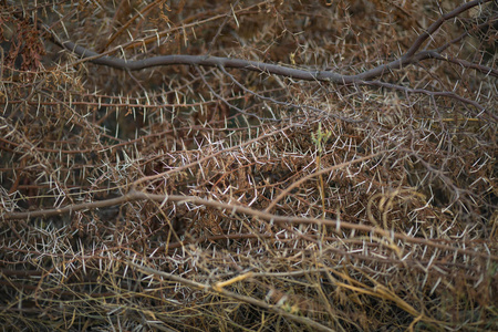 非洲的荆棘图片