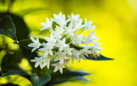 五角花白色五角星花照片