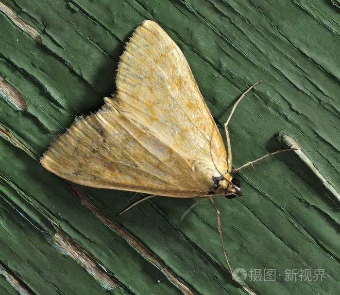 夜蛾这些是蝴蝶索比有一个瘦的身体和相对较长的腿蝴蝶是淡黄色的夜间
