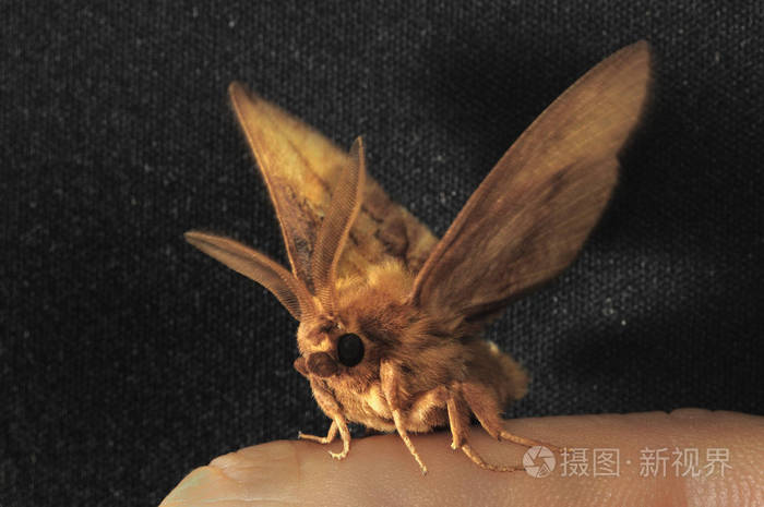 夜蛾这些是蝴蝶索比有一个瘦的身体和相对较长的腿蝴蝶是淡黄色的夜间