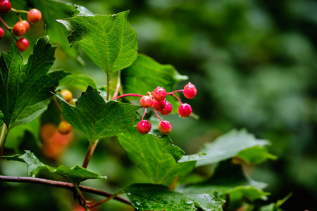 冬天罗文分支图片