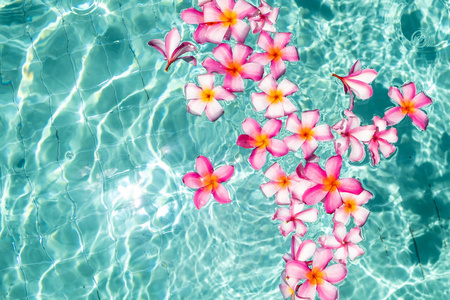 热带的花鸡蛋花,在水中漂浮.水疗池.和平与安宁.照片