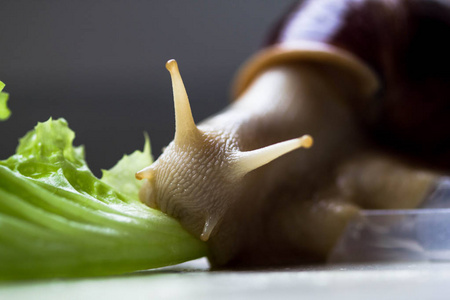 缓慢的两次下沉音效巨大的热带褐色蜗牛,在白色背景下吃绿色生菜.
