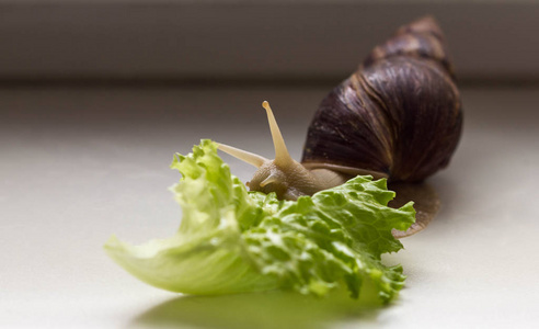 黄鼻涕巨大的热带褐色蜗牛,在白色背景下吃绿色生菜.带壳蜗牛.