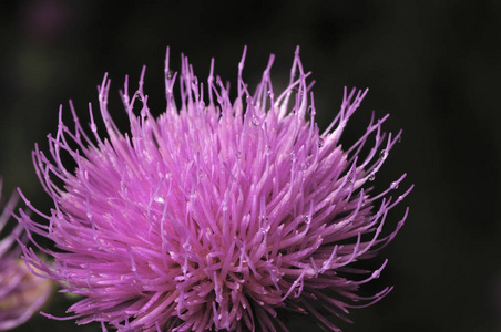 植物牛蒡美丽的紫蓟花.牛蒡花.牛蒡刺花特写.花蓟或奶蓟.