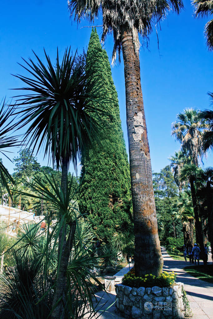 俄罗斯索契植物园公园的棕榈和柏树