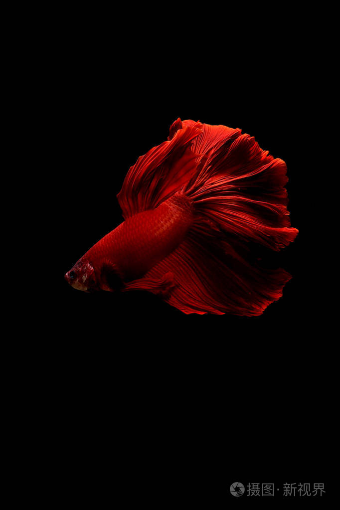 暹罗斗鱼斗鱼泰国鱼m的金黄色