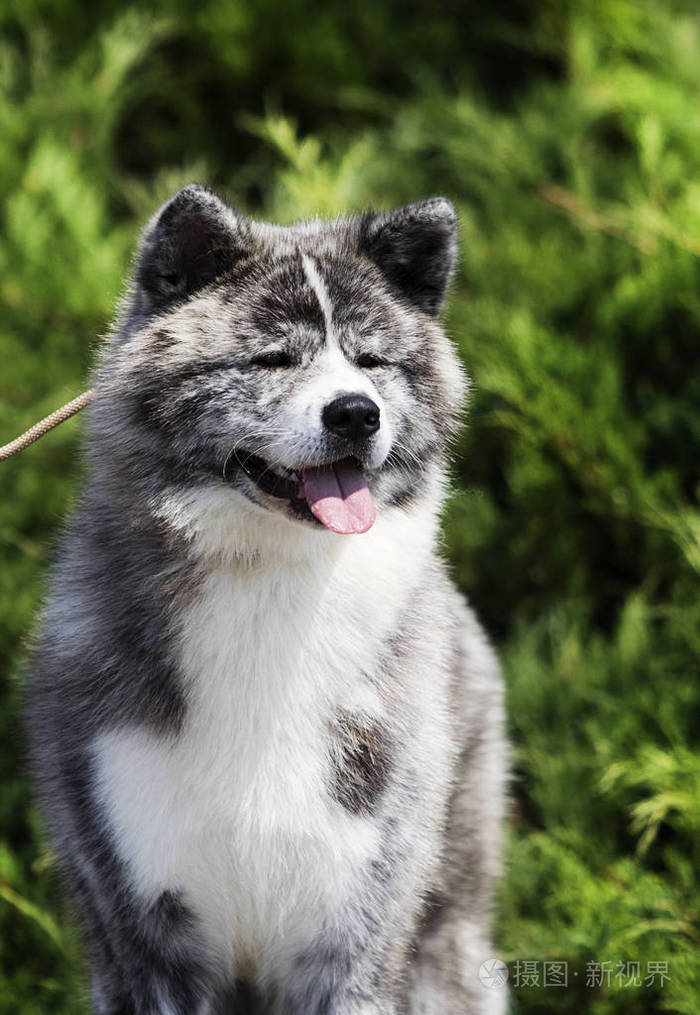 日本秋田犬侧视