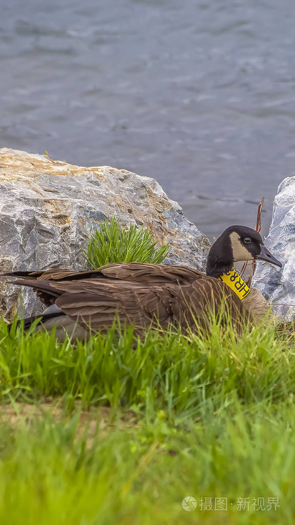 一只长着棕色羽毛脖子上有亮黄色条纹的鸭子的垂直框架特写镜头