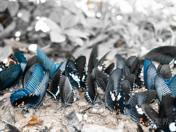 地上的蝴蝶成群的蝴蝶纳豆的蝴蝶