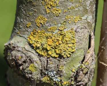 黄原菌地衣俗称叶状,金黄色地衣,无视盲或盲囊,照片