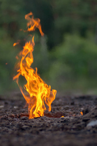 开火.燃烧着大地的火焰.模糊森林背景上的红火.燃烧照片