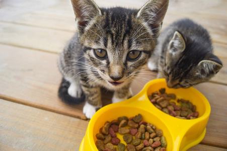 猫妈妈把小猫叼在嘴里灰色小猫从碗里吃猫食小猫从碗里喝牛奶小猫从碗