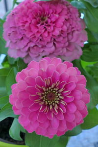 zinnia是很受欢迎的花园花,因为它们有各种各样的花色照片