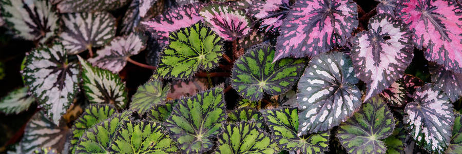 不同类型的多色秋海棠叶图片