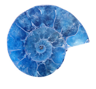 白色上分离的蓝色菊石螺旋图片