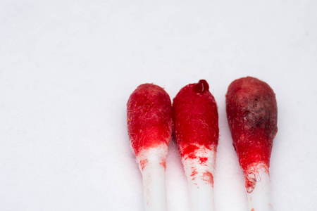 洗耳后带血的棉芽照片