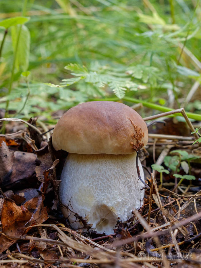 白色蘑菇也叫皇家蘑菇生长在草地上