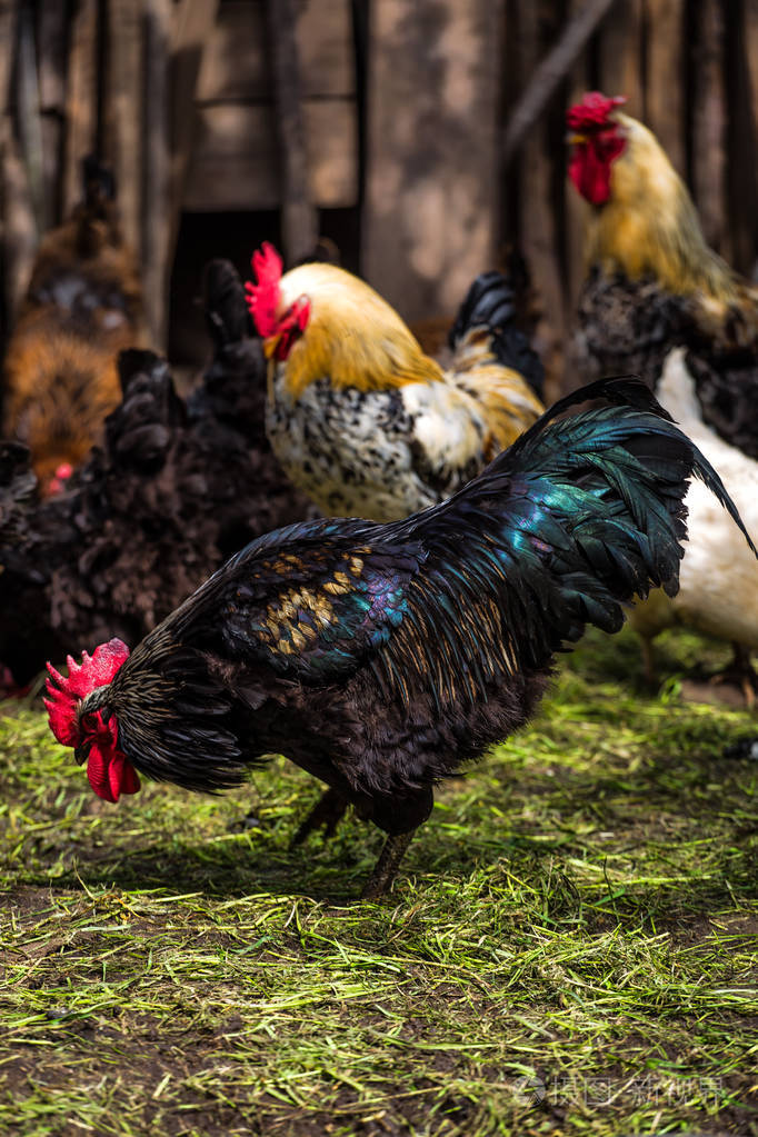 五颜六色的公鸡和他的鸡牧群公鸡还有鸡