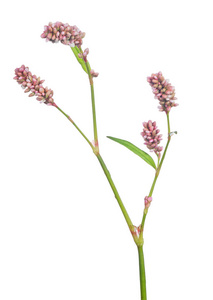 白色上开浅粉色小花的植物图片
