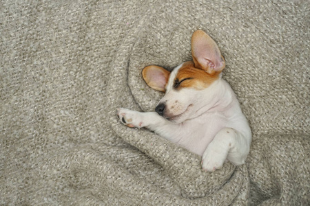 休息公山羊图片