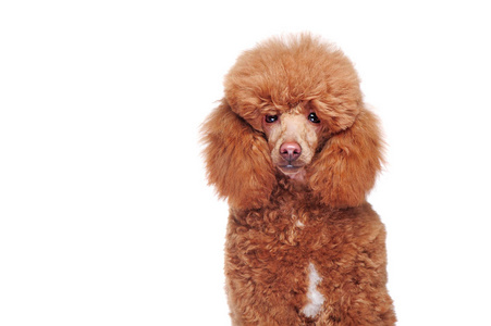 卷毛狮子狗图片