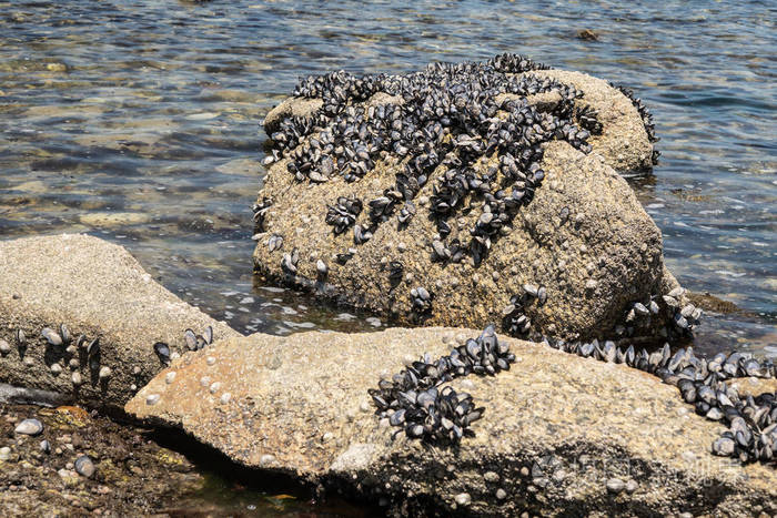 落潮时岩石上的野生贻贝