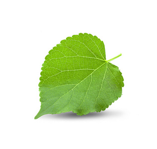 白底绿桑叶照片