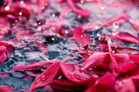 水中花瓣图片