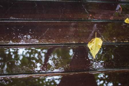 雨后黄叶倒映在地板上照片