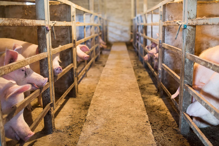 大型猪场图片