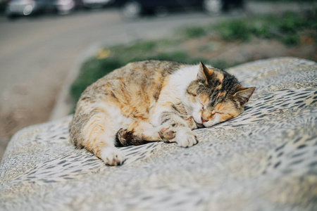 躺着的小懒猫不看镜头.插画