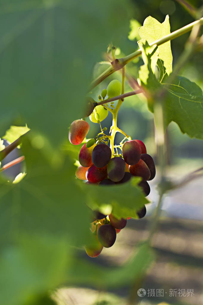 葡萄藤上的黑葡萄阳光普照秋天复古绿色照片