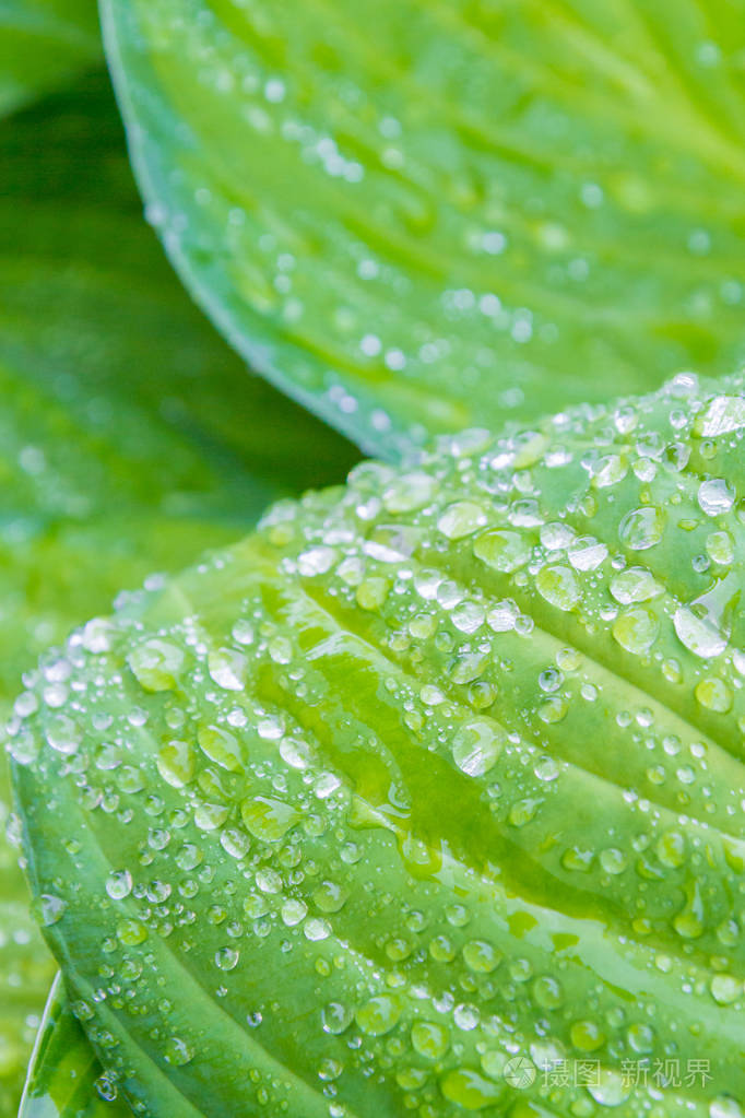 绿叶上的雨滴和露珠