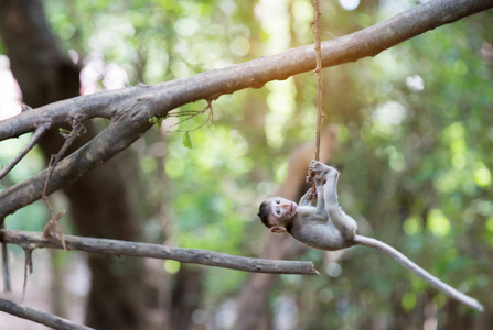 有趣的猴子宝宝挂在树上图片