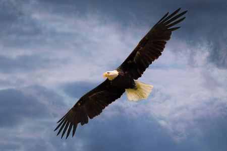 美国鹰,展翅翱翔在戏剧性的天空中.照片